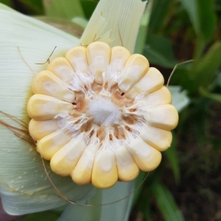 Кукуруза, гибрид MOVANNA (ФАО 220)